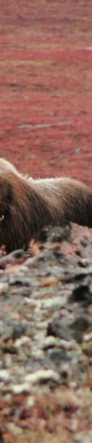 Moschus-Ochsen in der grönländischen Tundra